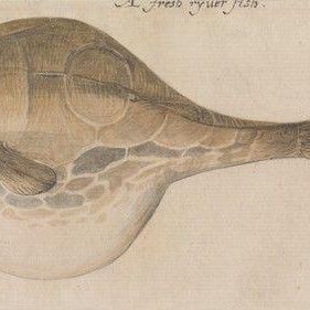 Puffer, After the Original by John White in the British Museum [Sir Walter Raleigh's Virginia, No. 100 A]