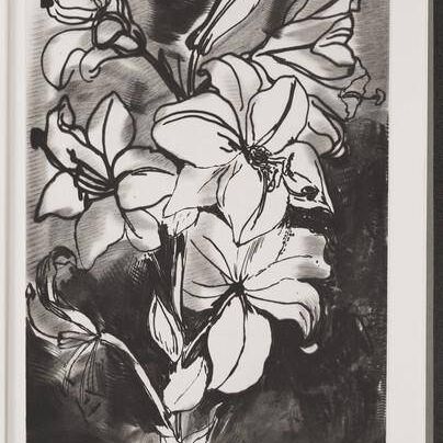Madonna Lily