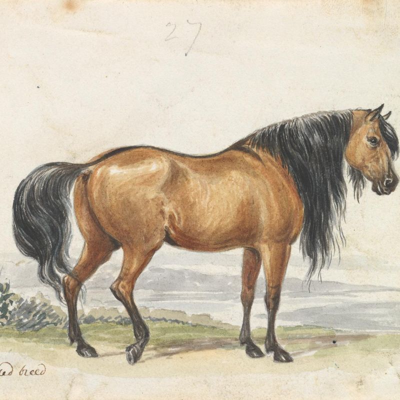 Eelback Dun Stock, Ukraine Decussated Horse