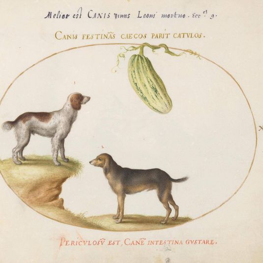 Animalia Qvadrvpedia et Reptilia (Terra): Plate XXXVII