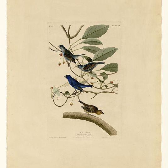 Plate 74 Indigo Bird