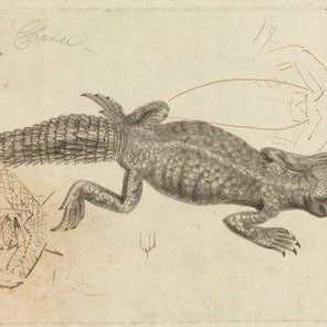 A Lizard
