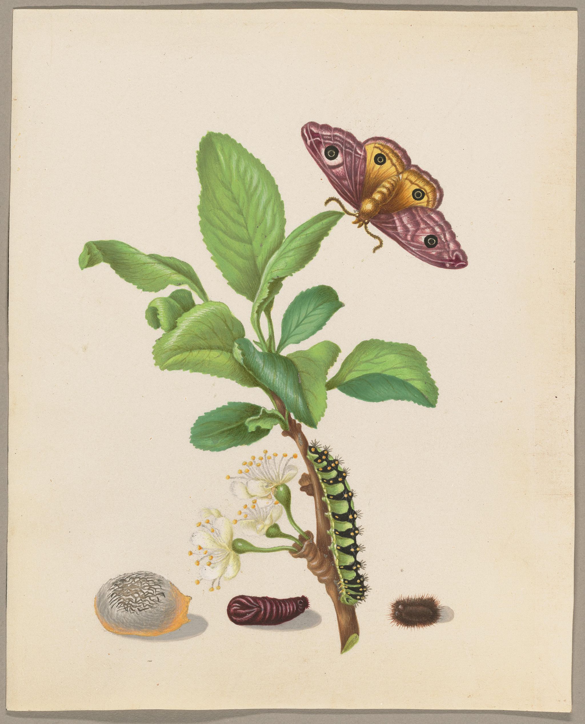 Object Image