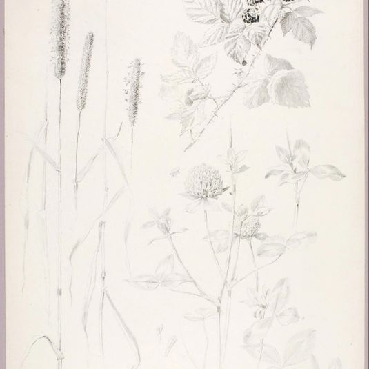 Untitled (Cattails, Clover, and Blackberries)