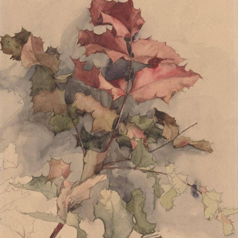 Study of the shrub