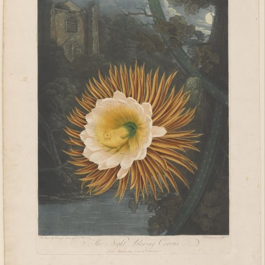 The Night-Blooming Cereus (Plate A)