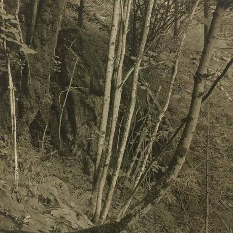 Primeval Forests