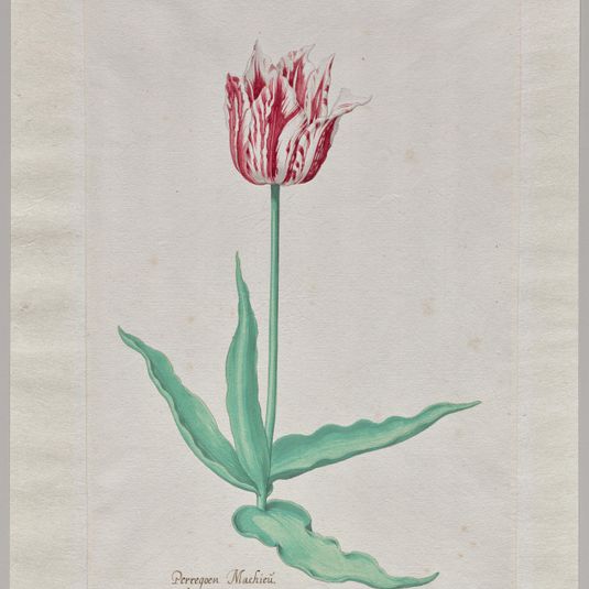 Study of a Tulip (Perregoen Machieu)