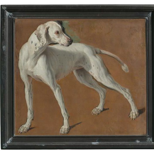 Zette, étude de chienne blanche
