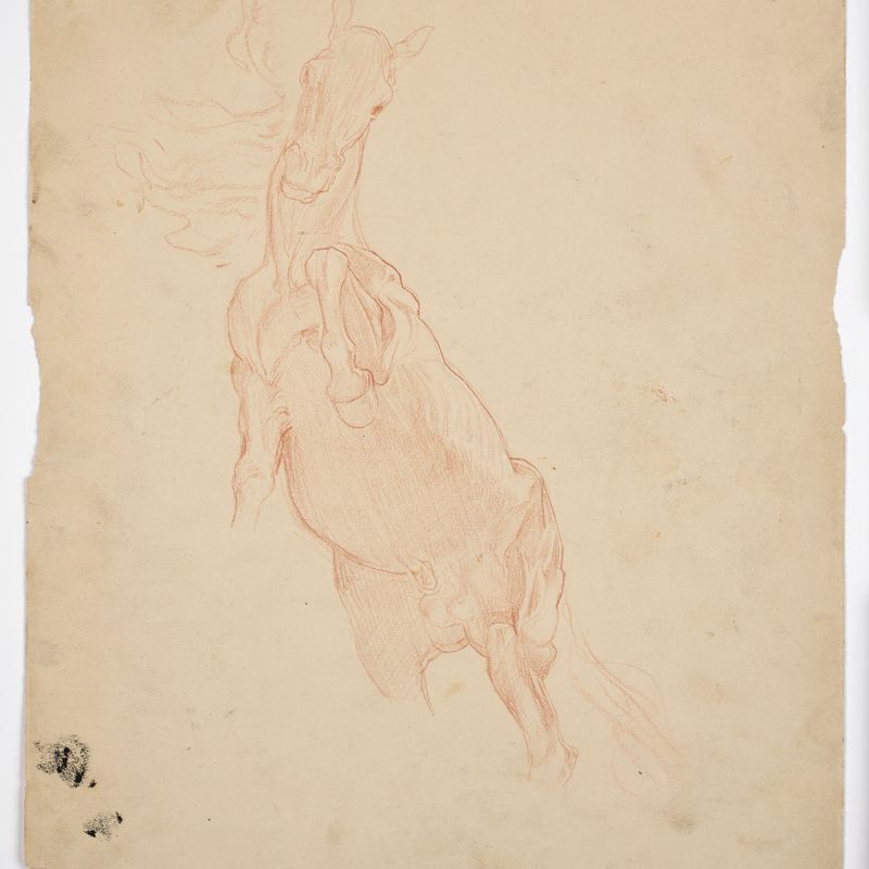Study of a Leaping Horse