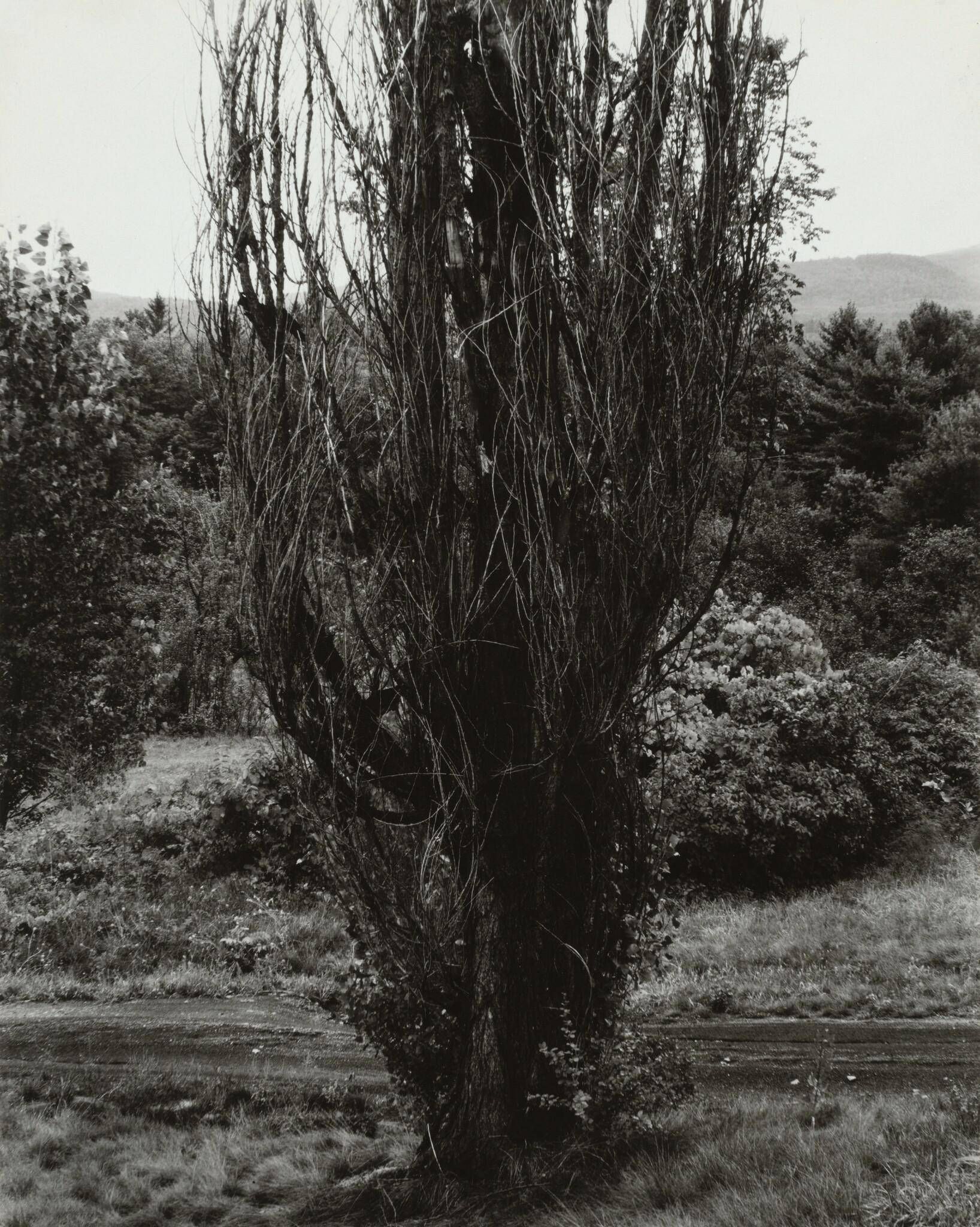 Object Image