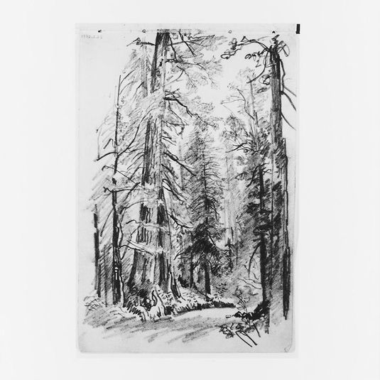 Forest Interior (from Sketchbook X)