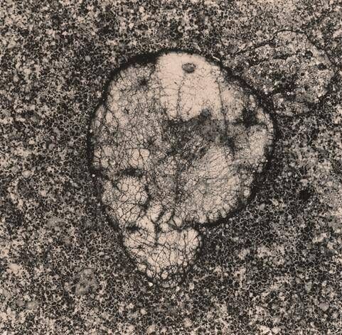 Object Image