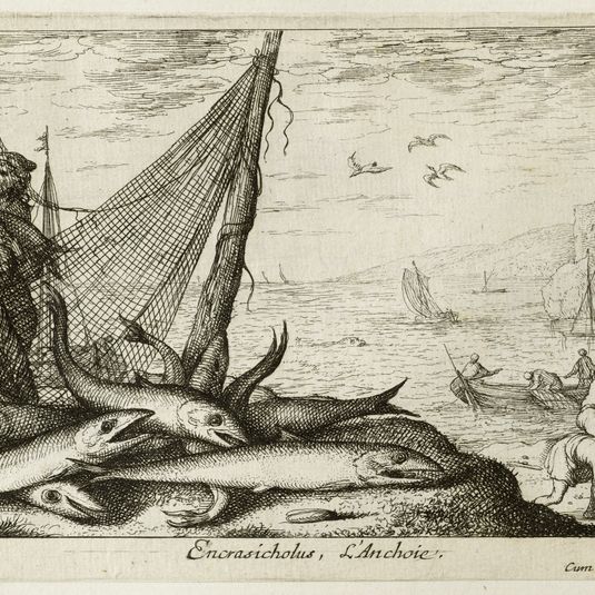 Diverses espèces de poissons de mer, troisième partie, L'anchois (Robert-Dumesnil 440, Bartsch 26)