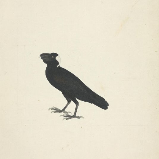 Corvs crassirostris (Thick-Billed Raven)