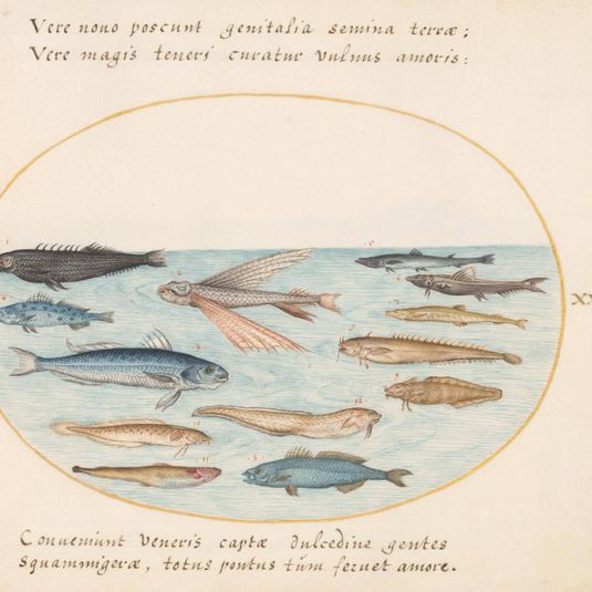 Animalia Aqvatilia et Cochiliata (Aqva): Plate XXII