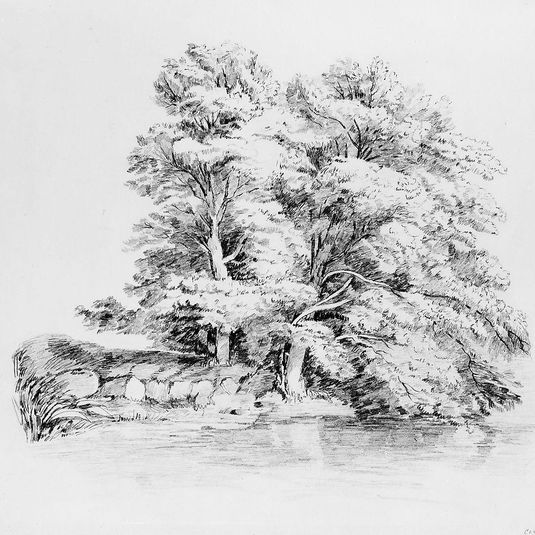 Trees by a Stream