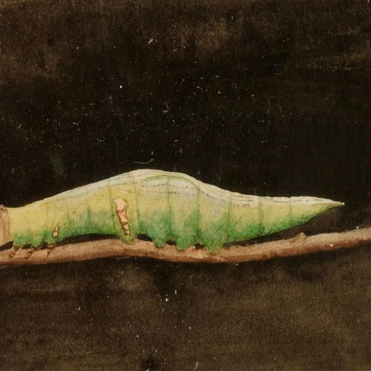 Larger Spotted Beach Leaf Edge Caterpillar, study for book Concealing Coloration in the Animal Kingdom