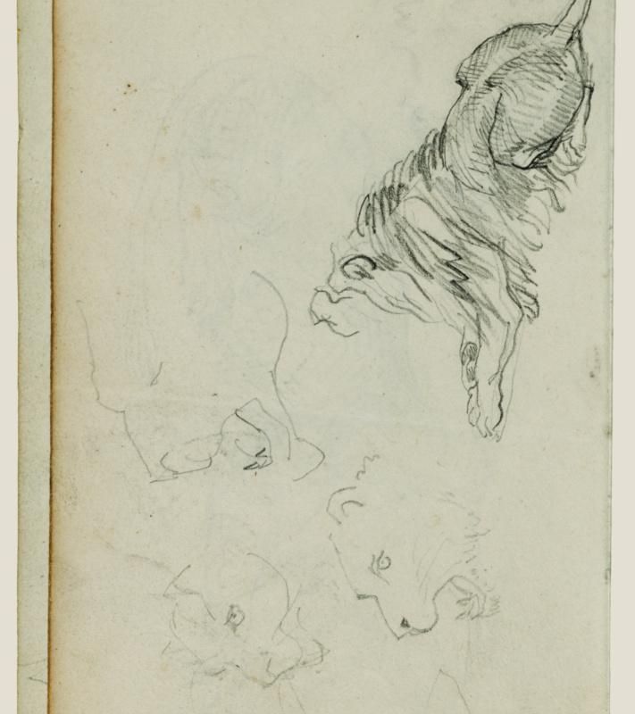 Four lion studies