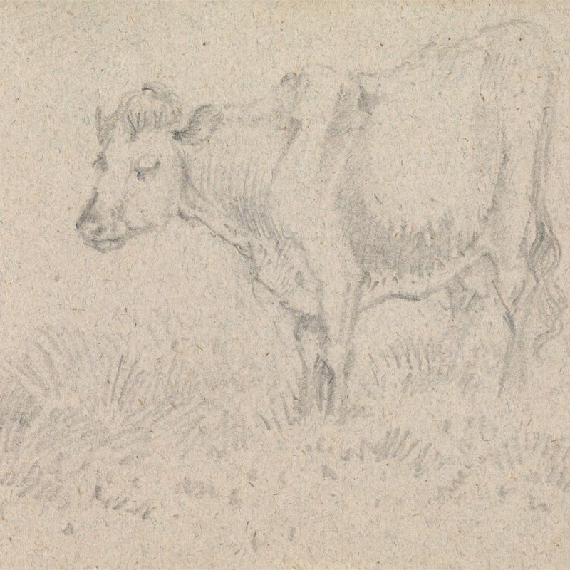 A Cow