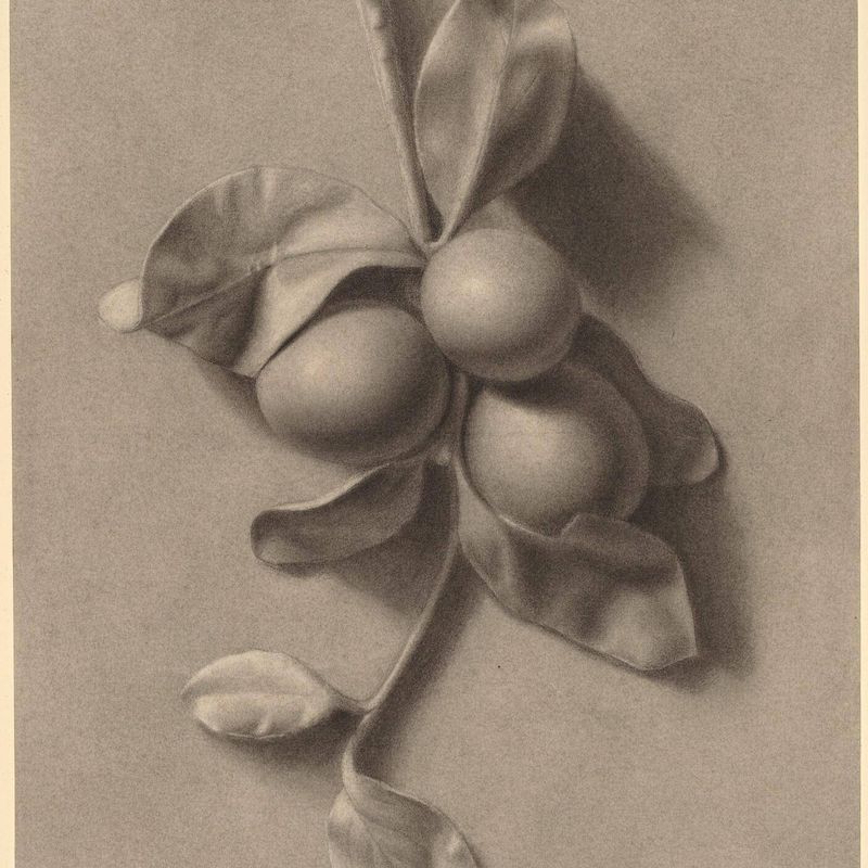 A Sprig of Plums