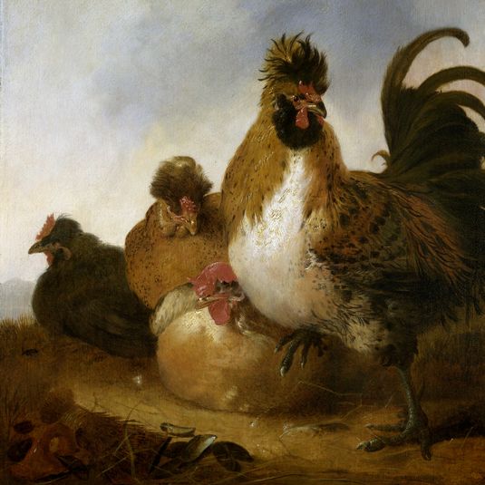 Rooster and hens