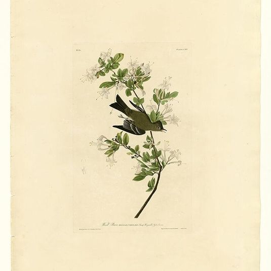 Plate 115 Wood Pewee