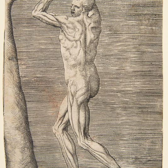 Flayed man arms raised holding the branch of a tree