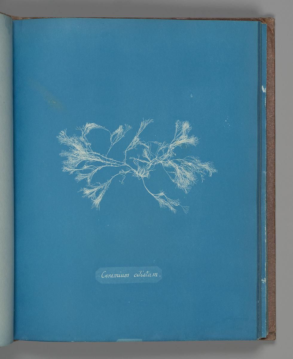 Object Image