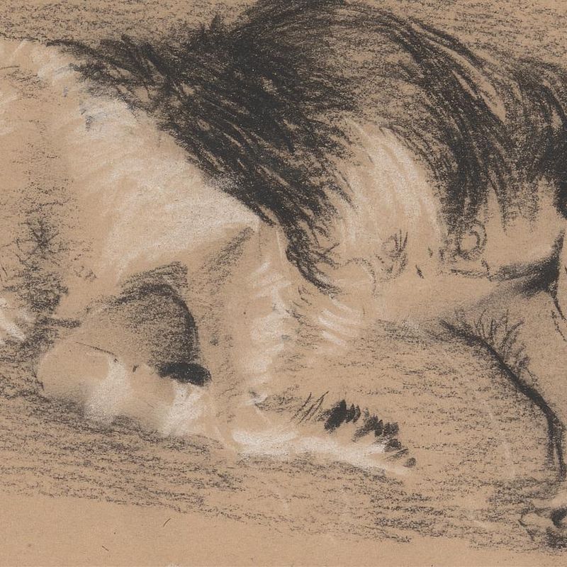 Sheep Dog Sleeping
