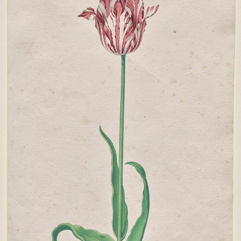 Study of a Tulip (Anvaers)