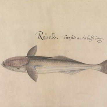 Remora, Dorsal View I, After the Original by John White in the British Museum [Caribbean and Oceanic, No. 28 A]