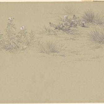 Flowering Bush and Desert Plants