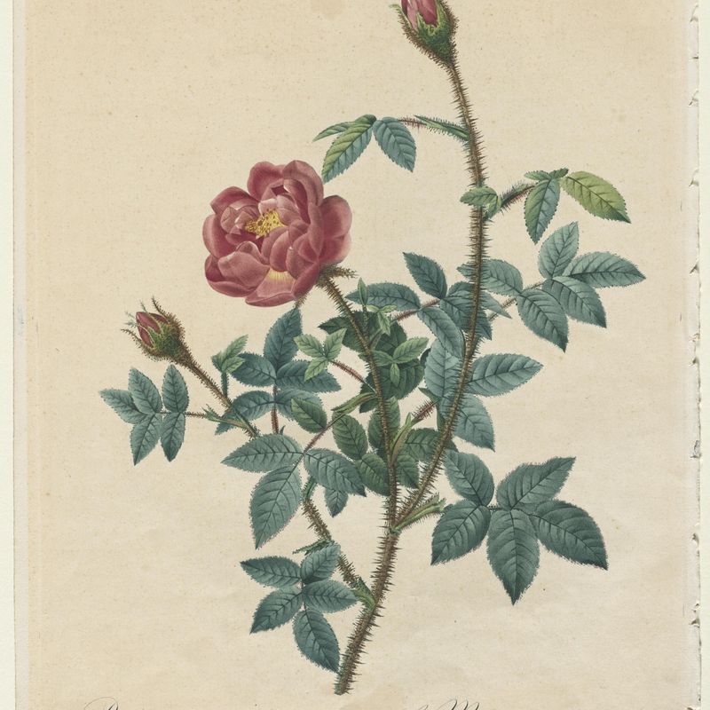 Moss Rose
