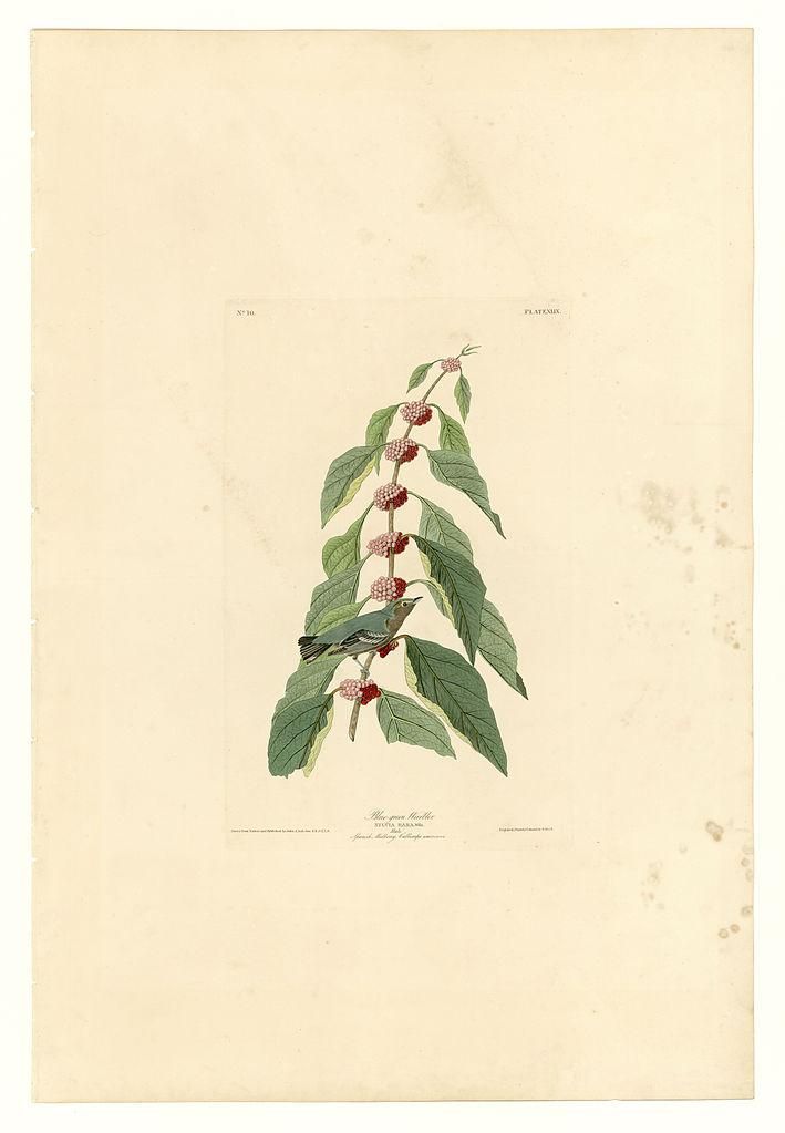 Object Image