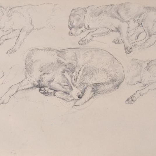 Study of a sheep dog