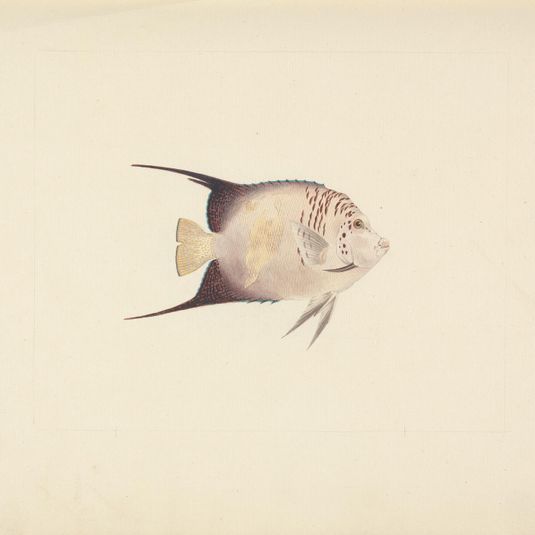 Unidentified Fish